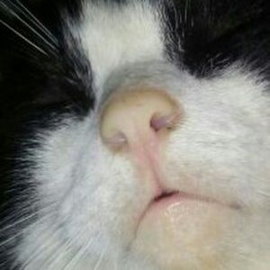 Meet your Posher, Clorianna